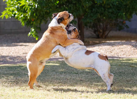 Two bulldogs arched up playing outsideの写真素材