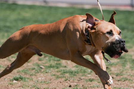 Pitbull in a full run with a nose halter onの写真素材