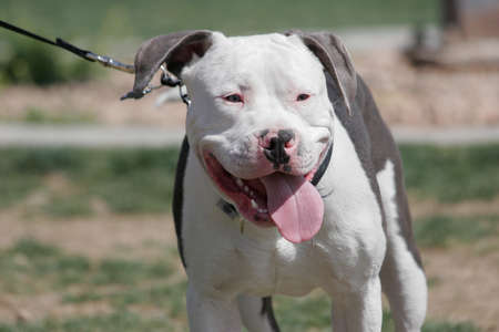Brown and white pitbull on a leash at the parkの写真素材