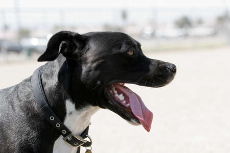 Profile of a black pitbull mixed breedの写真素材