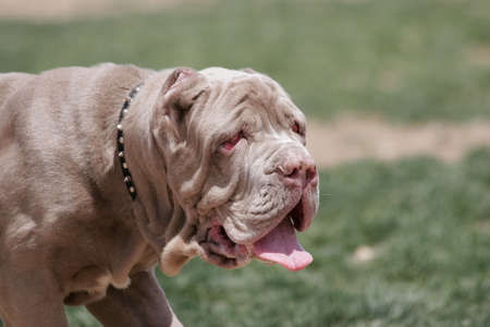 Neapolitan Mastiff with cherry eyesの写真素材