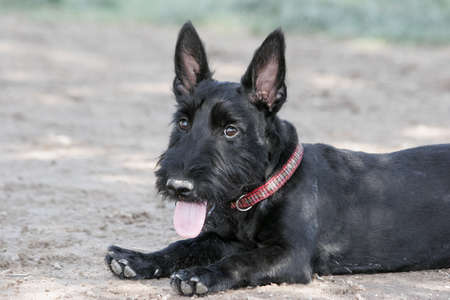 Scottie laying in the shade at the parkの写真素材