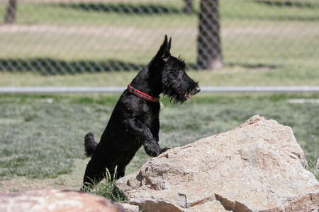 Scottish Terrier posing on a rock at the parkの写真素材