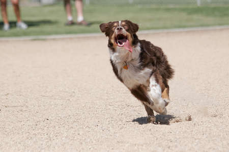 Australian Shepherd looking up and chasing a toyの写真素材