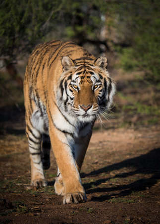 Tiger walking down a path in morning lightの写真素材
