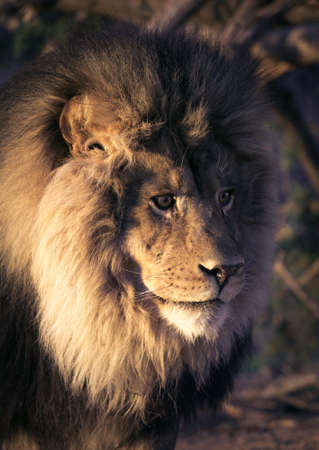 Profile headshot of an African male lion in morning lightの写真素材