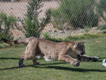 Puma playing with a toy in park settingの写真素材