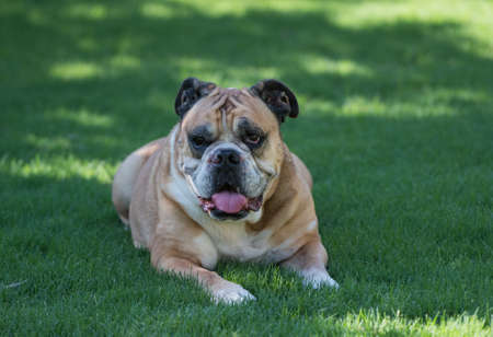 Bulldog relaxing in the shade on a hot summer dayの写真素材