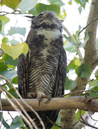 Horned owl hooting in a treeの写真素材