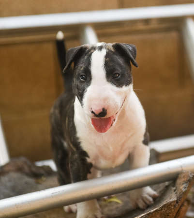 Brindle bull terrier puppy exploringの素材 [FY310105624780]