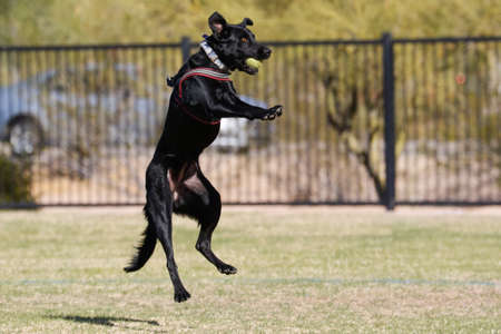 Black dog jumping in the air to catch a ball at the parkの写真素材