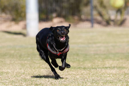 Black dog running and smilingの写真素材