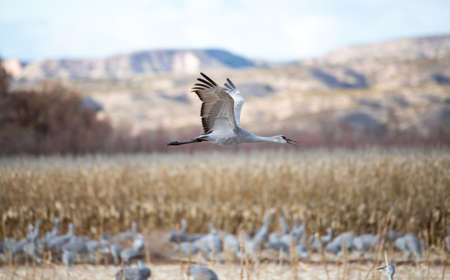 Sandhill crane flying low over a corn field in New Mexicoの写真素材
