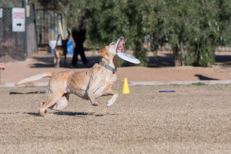 Yellow Labrador Retriever catching a discの写真素材