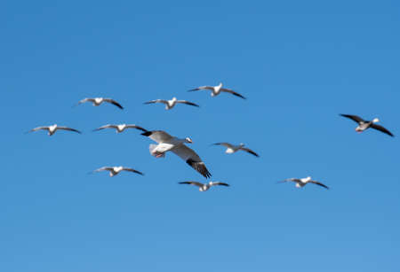 Flock of snow geese against the skyの写真素材