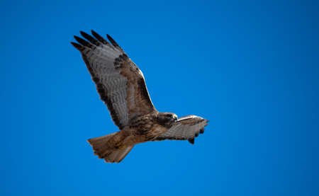 Red tail hawk high in a blue skyの写真素材