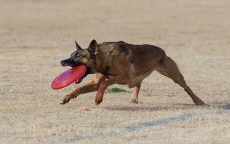 Dog catching a disc right before it landsの写真素材