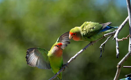 Two peach faced lovebirds fightingの写真素材