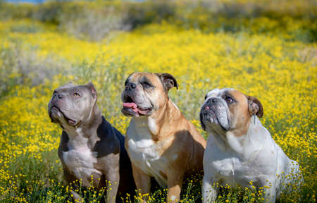 Three dogs posing in the desert super bloom of flowersの写真素材