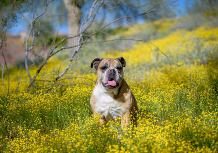 Dog sitting in super bloom wildflowersの写真素材