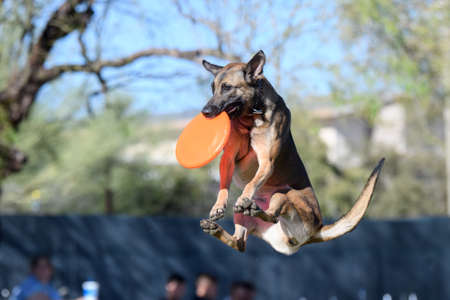 Belgian Malinois dog in mid air with a discの写真素材
