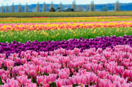 Tulip festival has many rows of colorful tulip flowersの写真素材