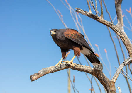 Coopers hawk sitting on a branch ready to flyの写真素材