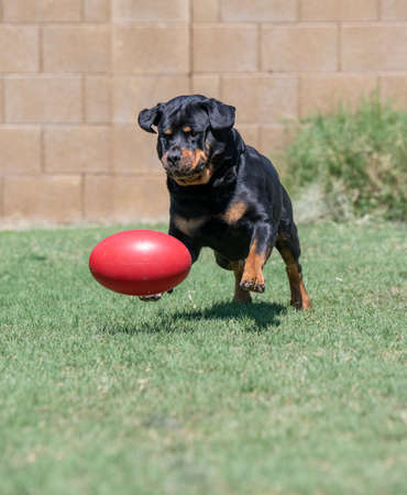Rottweiler playing with a red toy on the grassの写真素材