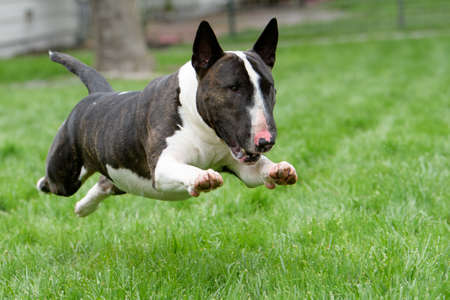 Brindle bull terrier in the air in full run across the grassの写真素材
