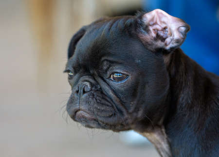 Black pug up close portrait head shotの写真素材