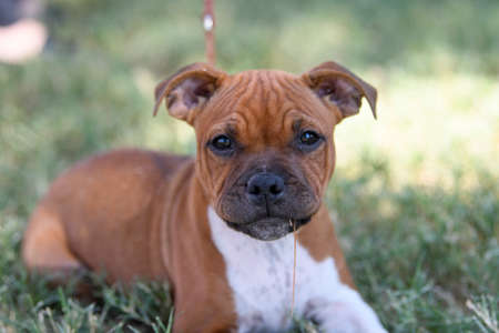 Puppy Staffordshire Terrier lying in the grassの写真素材