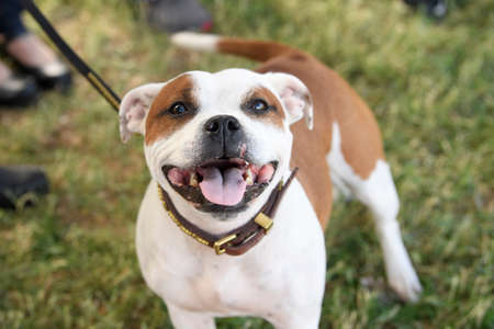 Smiling Staffordshire Bull Terrier looking and posing for the cameraの写真素材