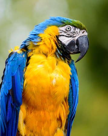 A very large parrot known as a blue and gold macaw up close and in profileの写真素材