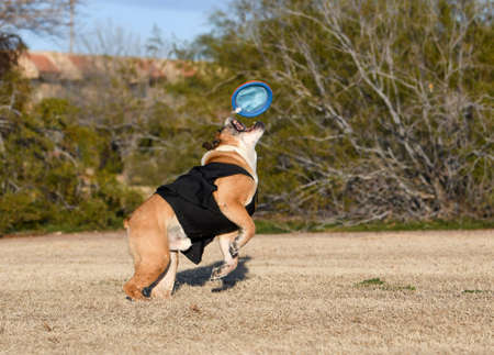 English bulldog jumping up to catch a disc in the airの写真素材
