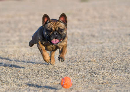 French bulldog chasing  a ball on the grass at the parkの写真素材