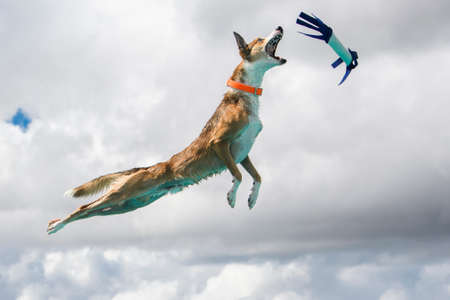 Border collie whippet mix dog about to catch a toy while dock divingの写真素材