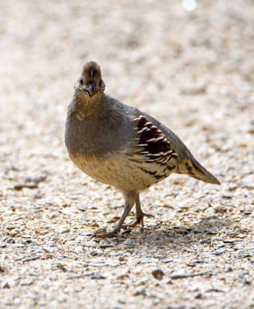 Gambel's quail on the ground looking for food stopping for the cameraの写真素材