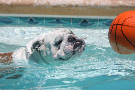 English bulldog swimming in a pool for a basketballの写真素材