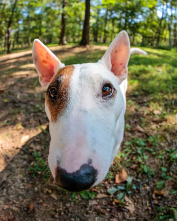 Miniature bull terrier stands still for an up close, outdoor portrait using a fish eye lensの写真素材