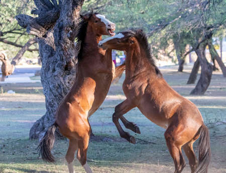 Wild horses in a grove sparing and playing with each otherの写真素材