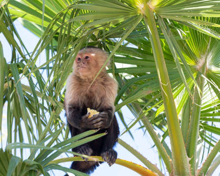 Macaque monkey sitting high in a tree eating a piece of cornの写真素材