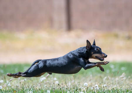 Min Pin during a fast cat competition chasing a lure in the grassの写真素材