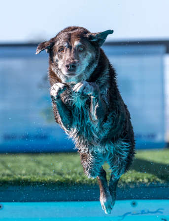 Brown Labrador Retriever jumping off a dock at a dock diving eventの写真素材