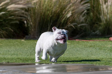 A wet white English Bulldog running across the grass after getting out of a poolの写真素材