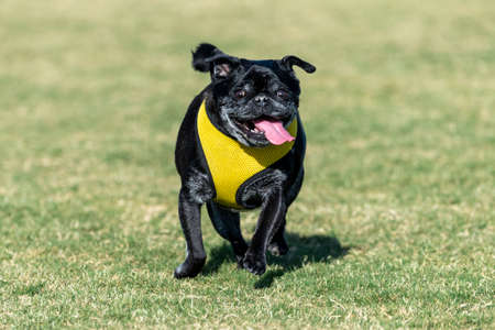 Older black pug at the park in the grass smilingの写真素材