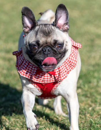 Pug in a red checked collar at the park with her tongue outの写真素材