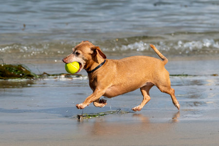 Dauschund at the beach running with an oversized ball in his mouthの写真素材
