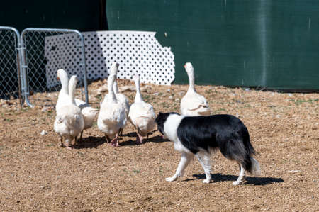 Black and white border collie dog herding a flock of geese during an eventの写真素材