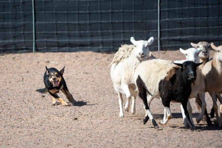 Black and tan Kelpie dog herding a group of sheep during an eventの写真素材