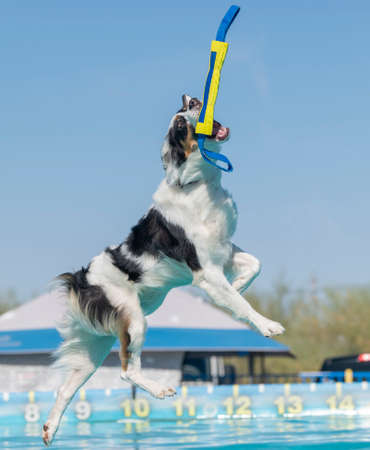 Tri color dog catching a toy over a pool at a dock diving eventの写真素材